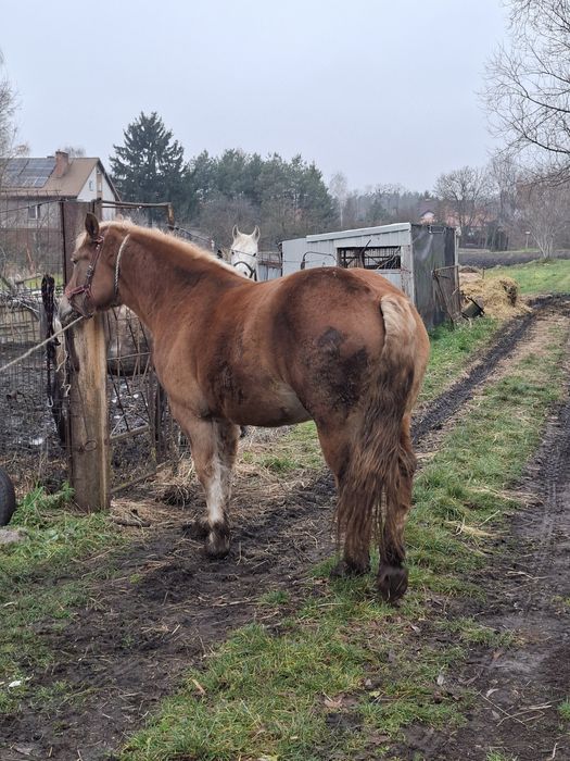 Klacz rasy zimnokrwistej dokumenty!