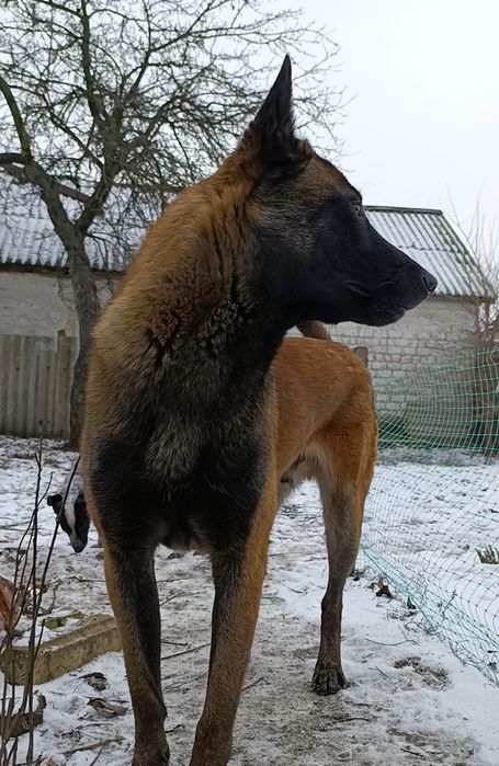 Вязка Малінуа -бельгійська вівчарка
