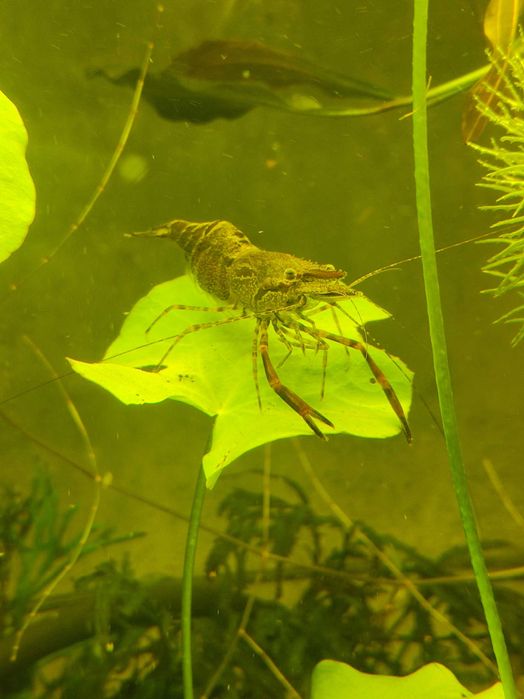 Креветка акваріумна Макробрахіуми кольцерукі Macrobrachium assamense