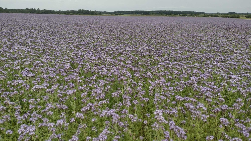 Facelia, zbiór 2025