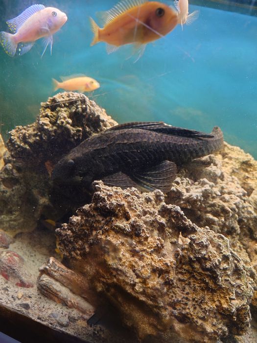 Glonojad zbrojniki 45cm