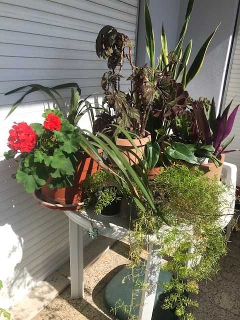 Orquídeas em flor nesta altura!