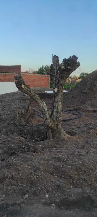 Várias Oliveiras Antigas para Jardim