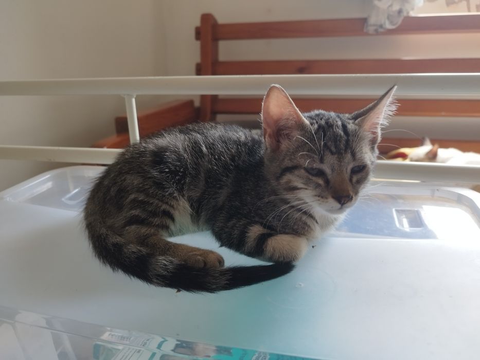 Gatinha bebé para adoção responsável