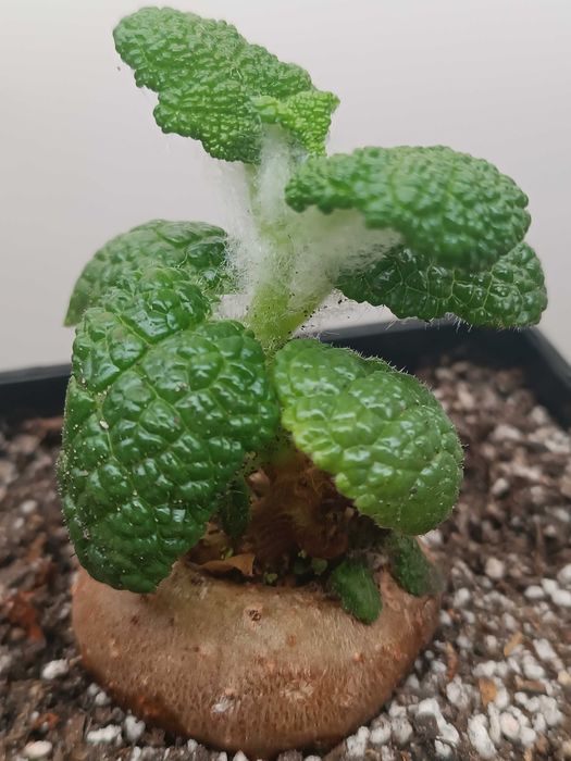 Каудексна рослина Sinningia bullata