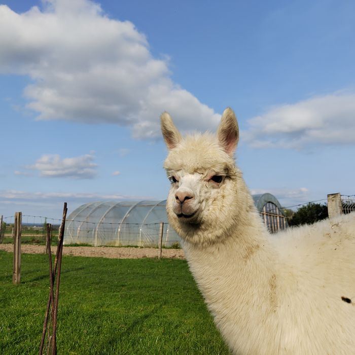 Samiec alpaki, alpaka samczyk