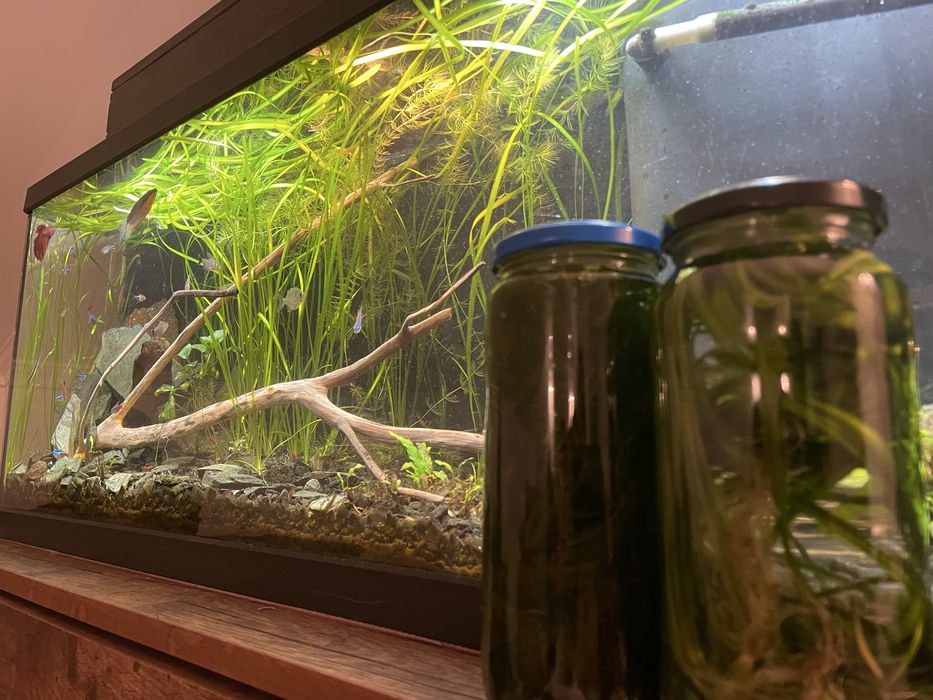 Plantas, troncos, peixes e camarões
