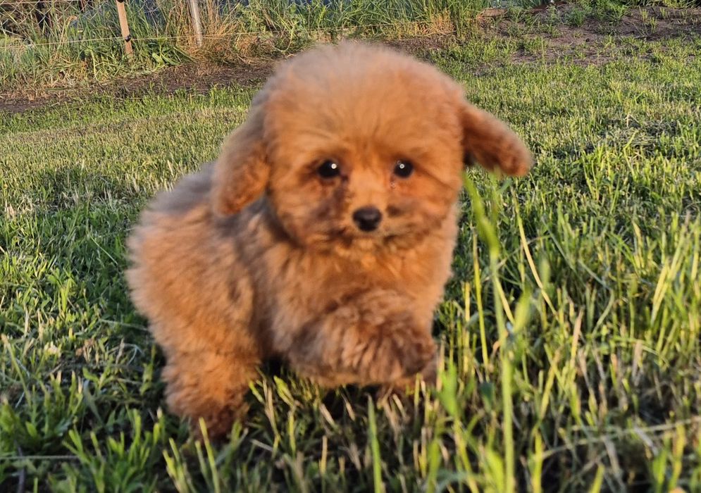 Filigranowy piesek pudel toy