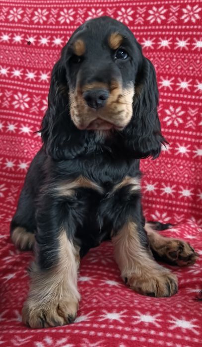 Cocker spaniel angielski szczeniak hodowla FCI