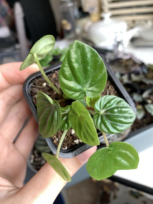 Peperomia caperata lilian