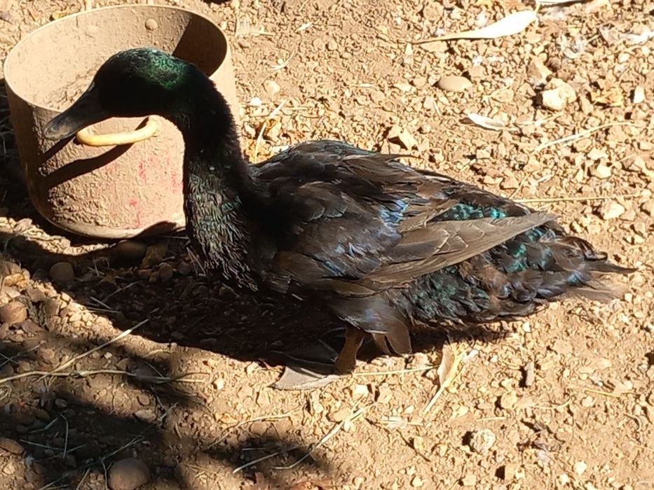 Pato cayuga macho
