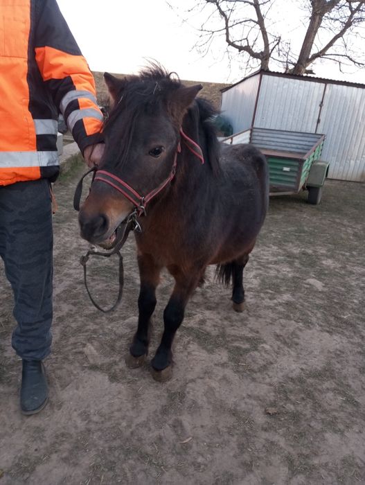 Sprzedam kucyka ogierek