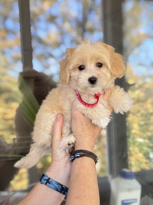 Дівчинка мальтіпу франківськ