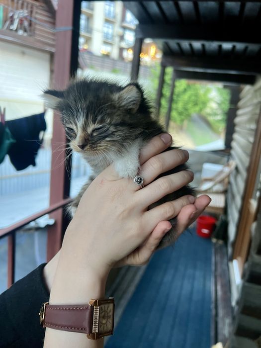 Віддам в дар кошеня