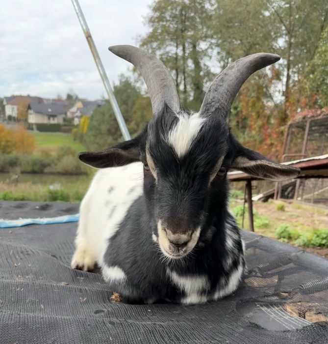 Koziołek  miniaturka