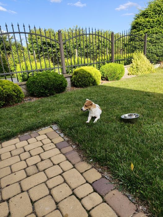 Sunia Jack Russell Terrier