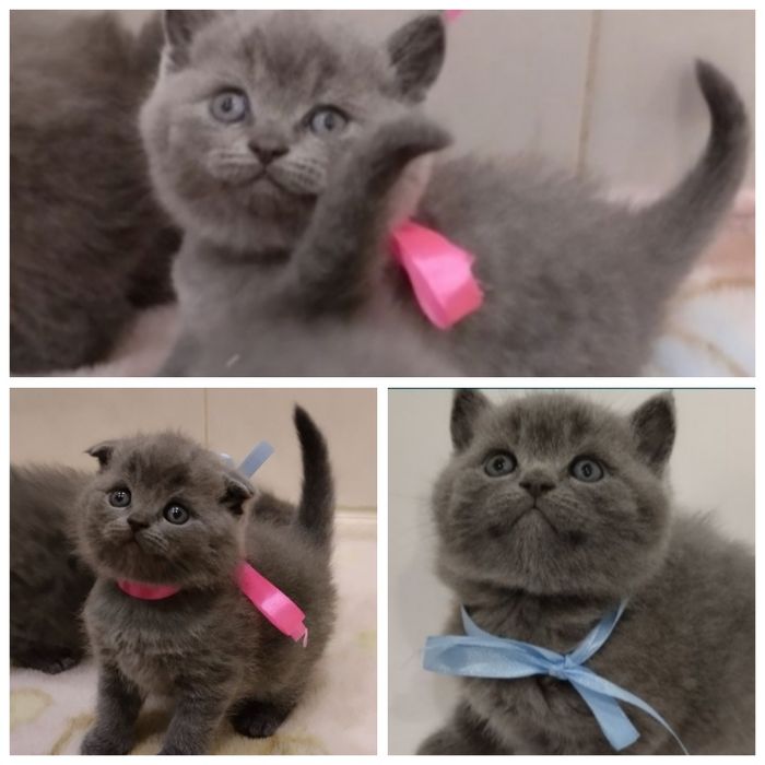 Шотландські кошенята 1,5 місяця