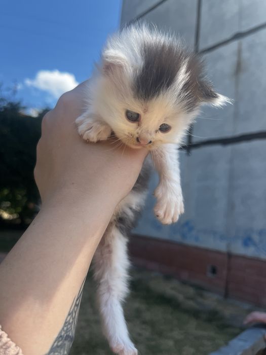 Котята девочки и мальчики