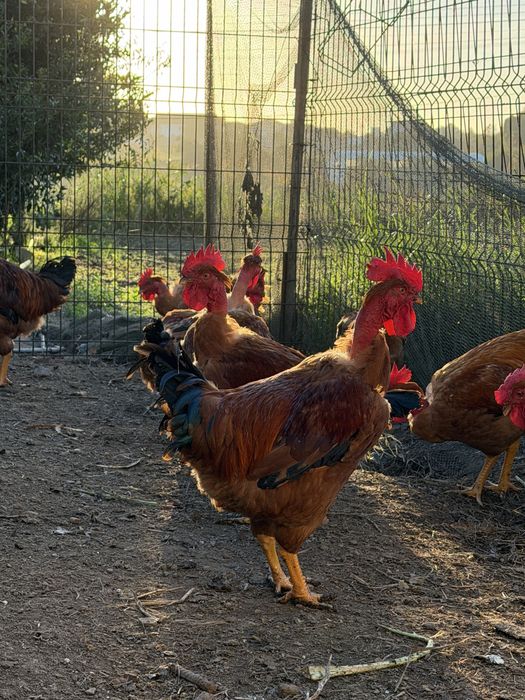 Frangos caseiros