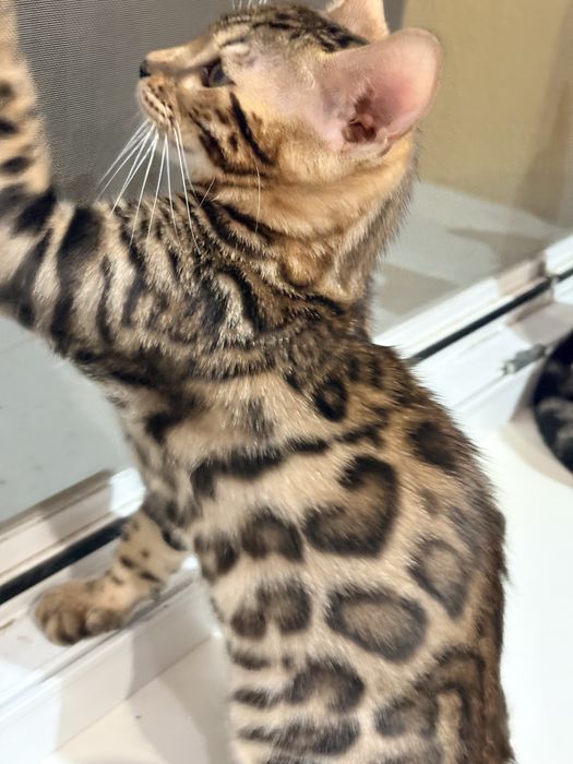 Бенгальскі котенята