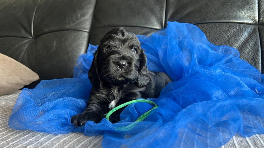 Cocker spaniel inglês