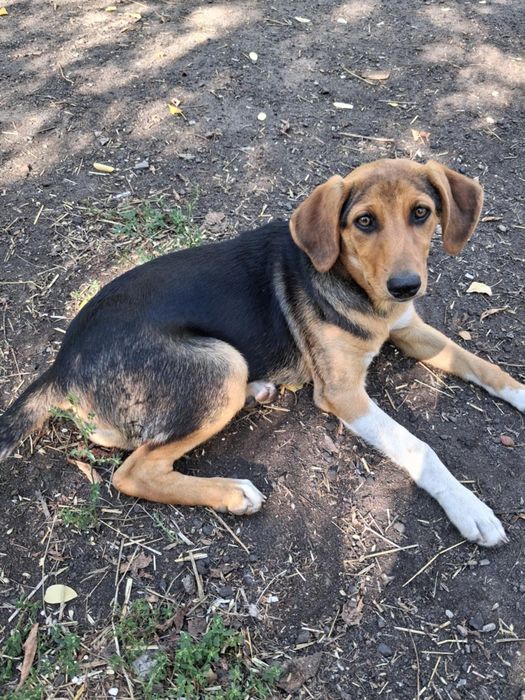 Собачки в добрі руки, маленька дівчинка
