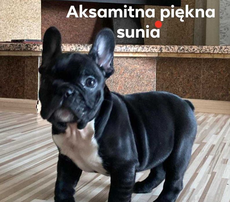 Buldog francuski cudne  szczenię, rodowód, wyprawka