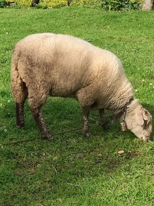Casal de ovelhas + 2 crias