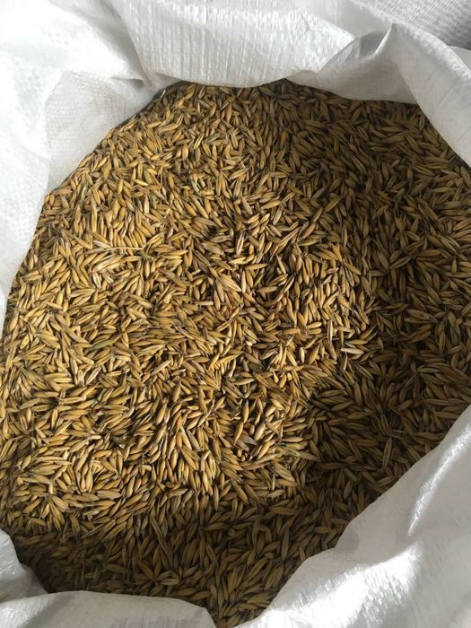 Продам насіння овес очищане.