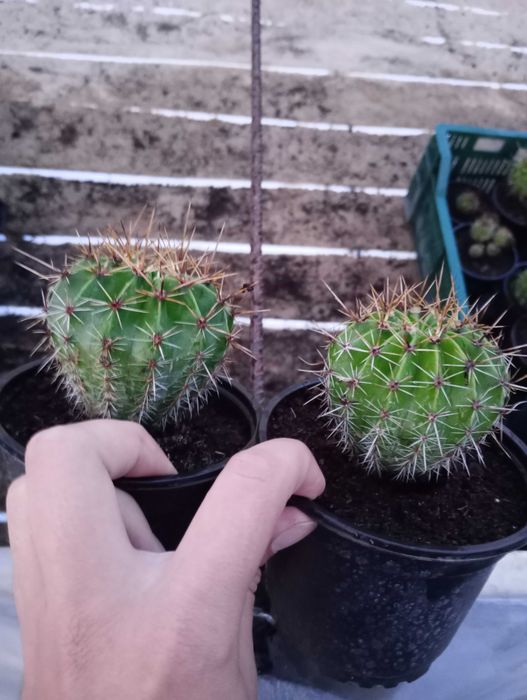 Młode kwitnące kaktusy. Gatunek: Echinopsis eyriesii