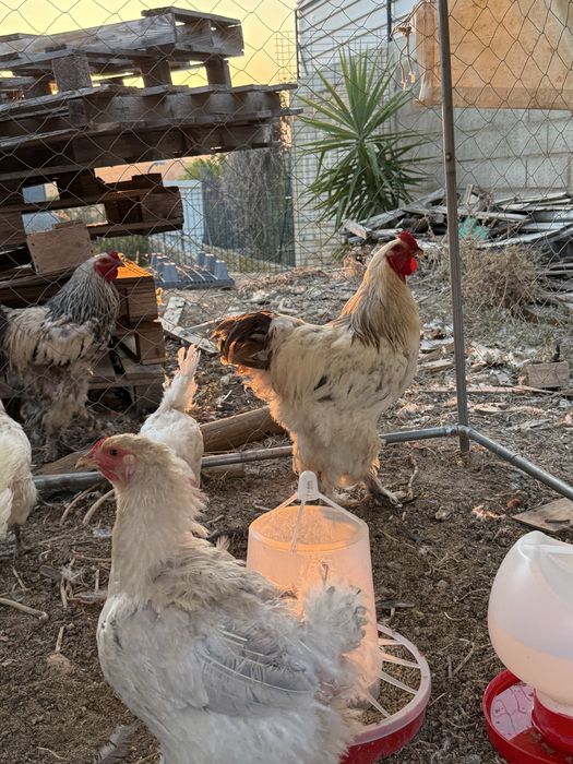 Galo Brahma para venda Algarve