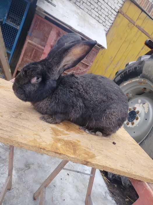 Sprzedam samca Belgijskiego