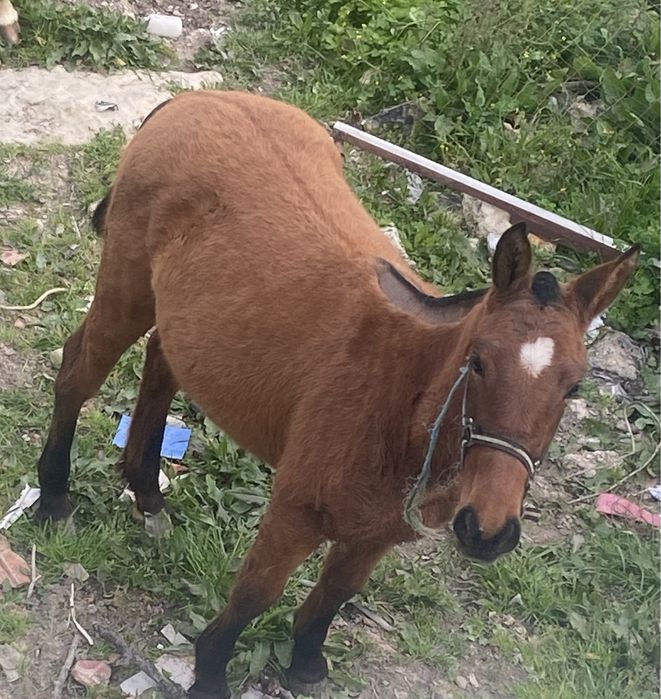 poldra com 12 messes