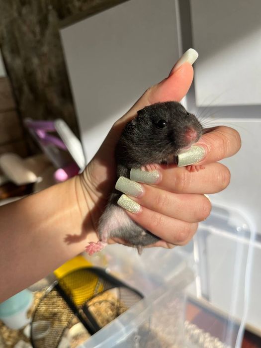 Продам хомячков домашние и ручные детки