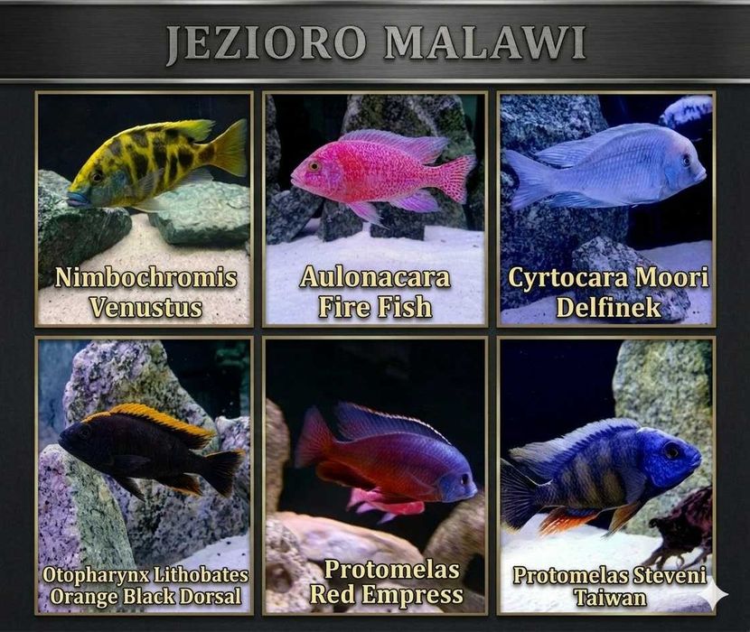Pyszczaki jezioro Malawi Hodowla Pyszczaków Toruń, Tanganika, Wiktoria
