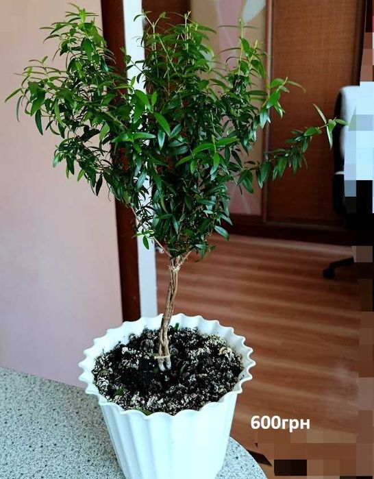 мирт — домашнє деревце