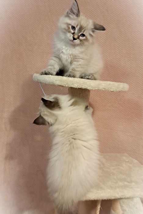 Koteczka Syberyjska Neva Masquerade – Greta, brązowa obróżka PZF