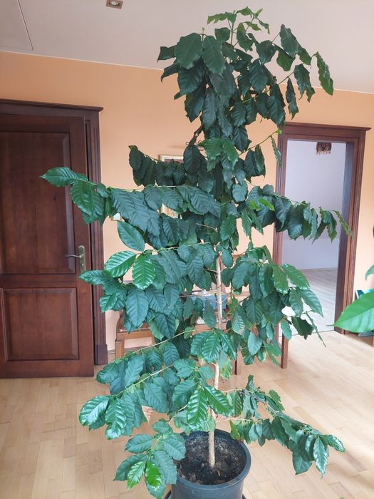 Drzewko Kawa Arabica