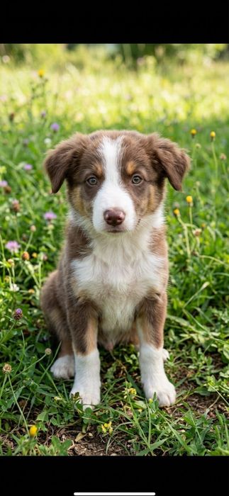 Border Collie castanho