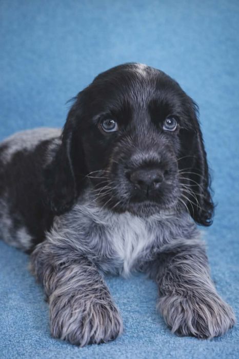 Cocker spaniel angielski