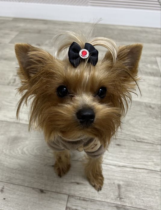 Бантики для собак