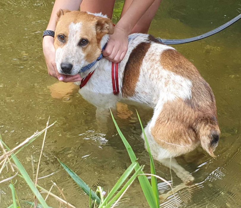 Skiper szuka nowego domu!