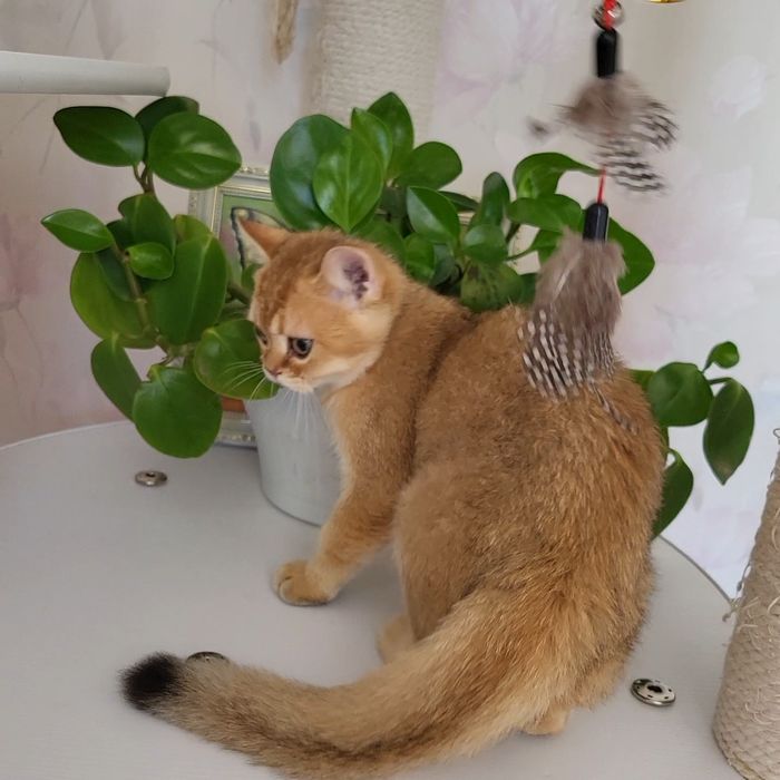 Розпродажа!Золотые   котята.