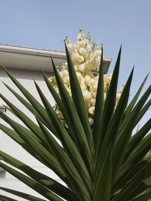 Planta yucca de vários tamanhos