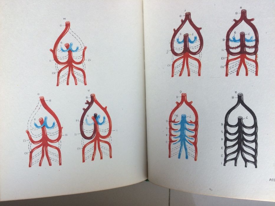 Биология (учебное пособие 1985г.)