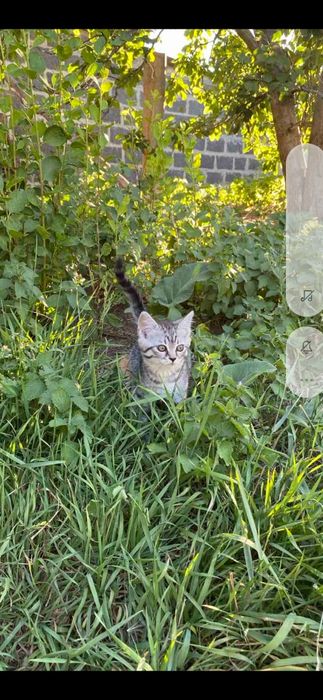 Сдам в аренду дом в Краматорске