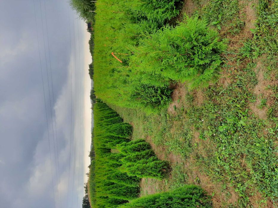 Tuja thuja brabant wys100cm-400cm formowana