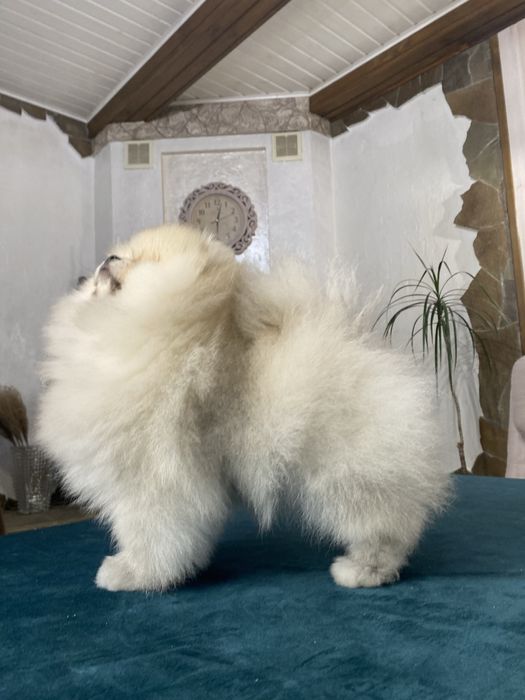 Шоу клас! Померанський шпіц. Тип ведмедик.