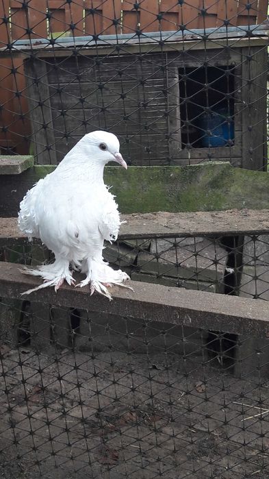 Gołębie    loczki młode
