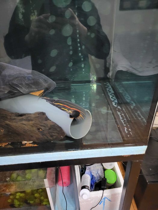 Arowana asitaca goden e outros